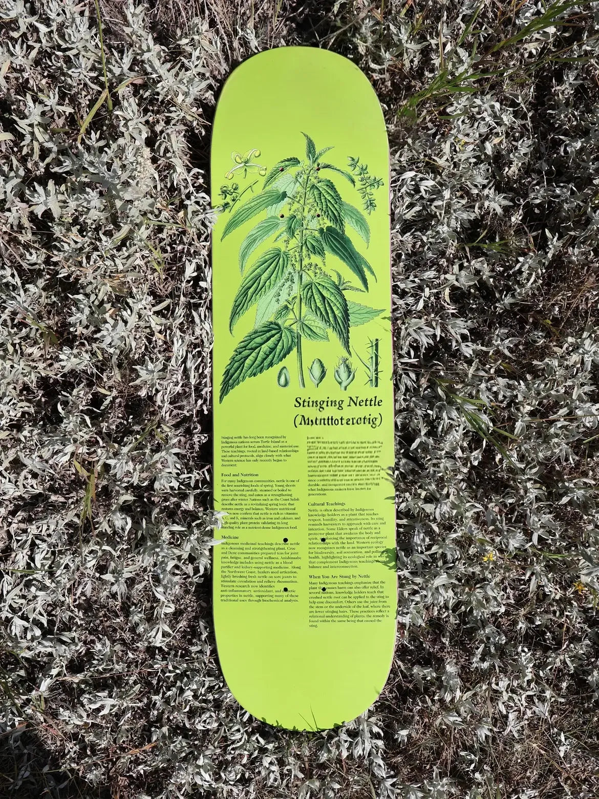 Colonialism Indigenous Medicine Plant Series Deck - 8.25 Stinging Nettle