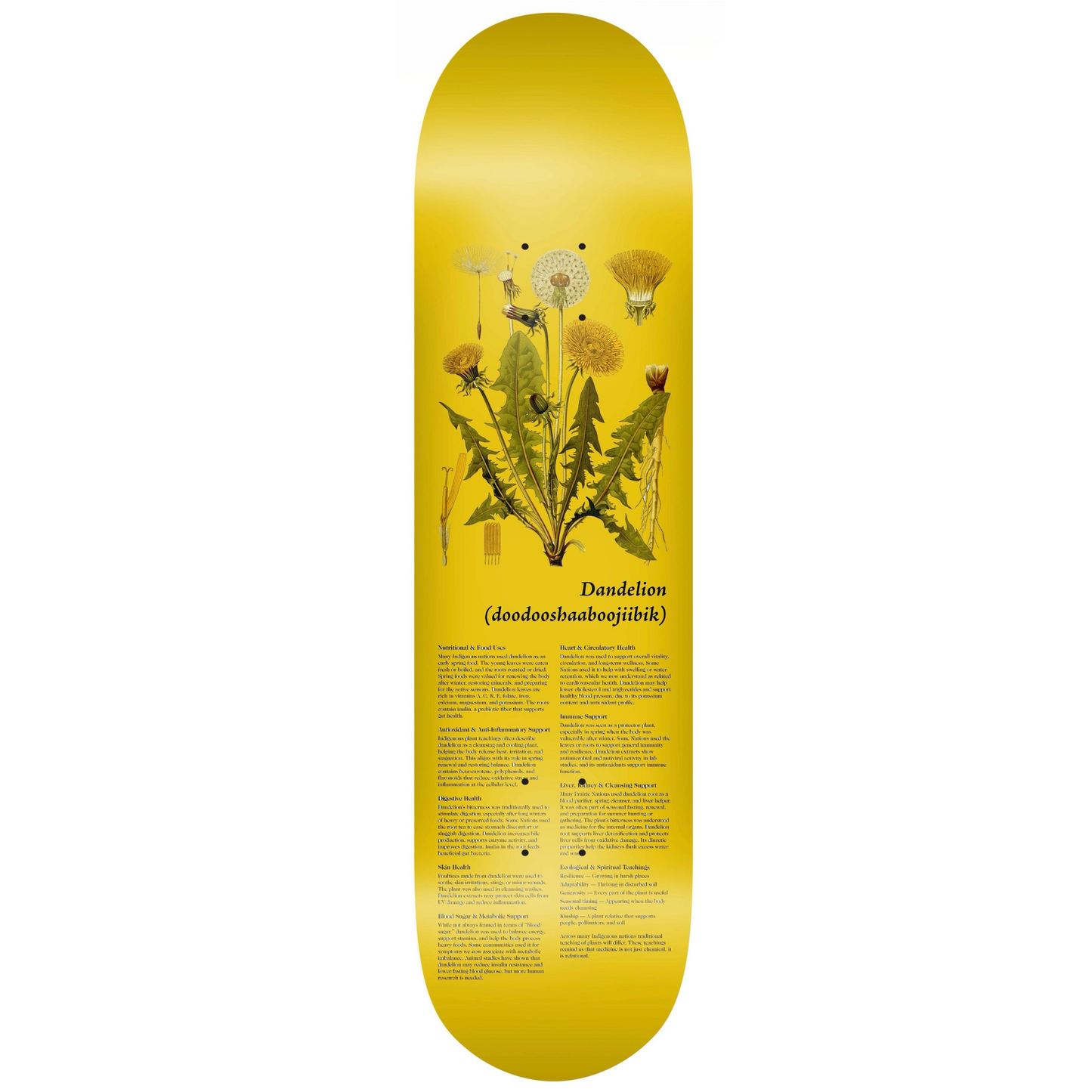 Colonialism Indigenous Medicine Plant Series Deck - 8.25 Dandelion