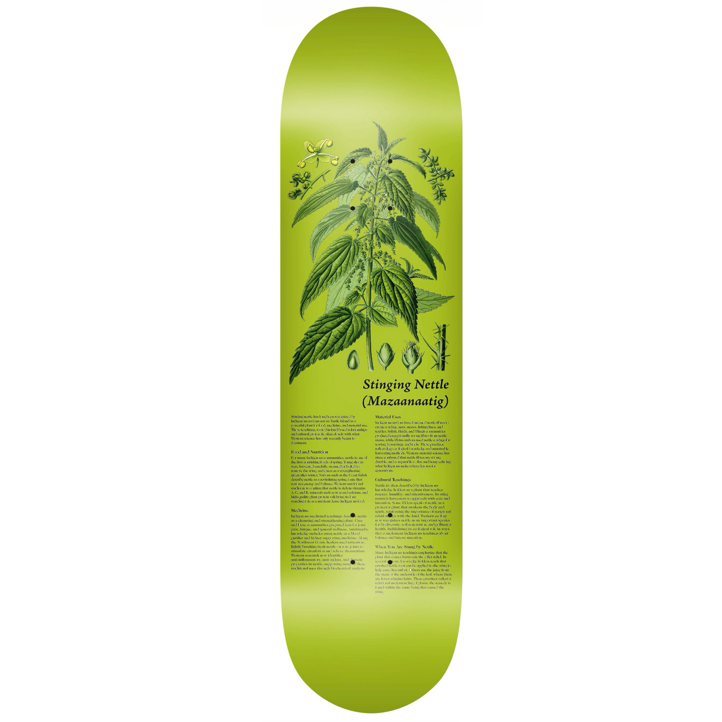 Colonialism Indigenous Medicine Plant Series Deck - 8.25 Stinging Nettle