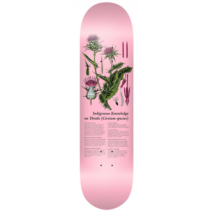 Colonialism Indigenous Medicine Plant Series Deck - 8.25 Thistle
