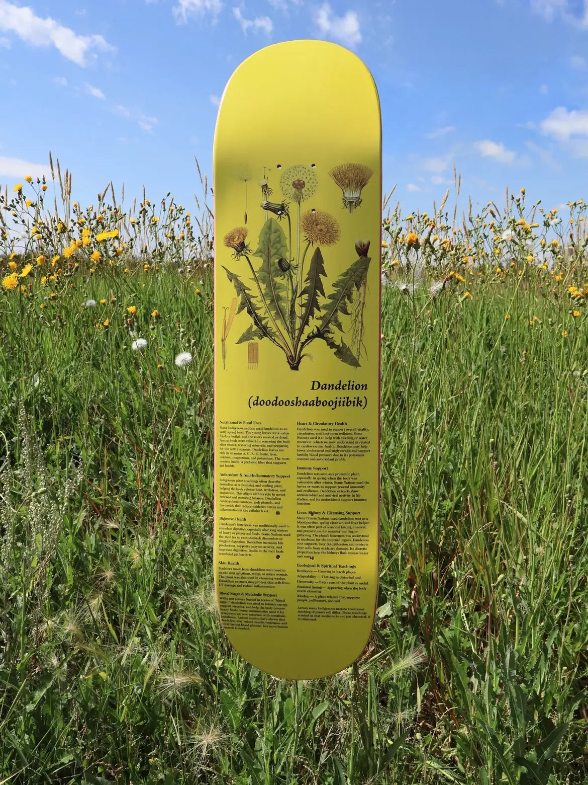 Colonialism Indigenous Medicine Plant Series Deck - 8.25 Dandelion