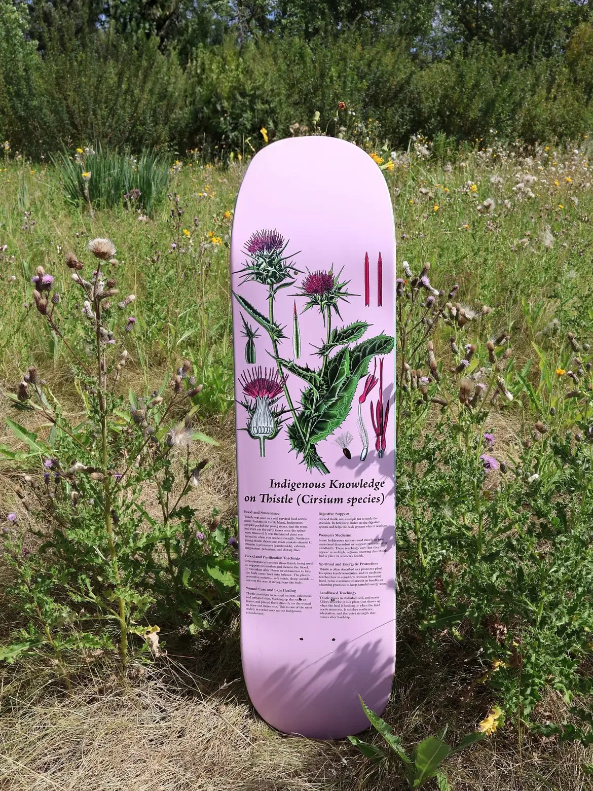 Colonialism Indigenous Medicine Plant Series Deck - 8.25 Thistle